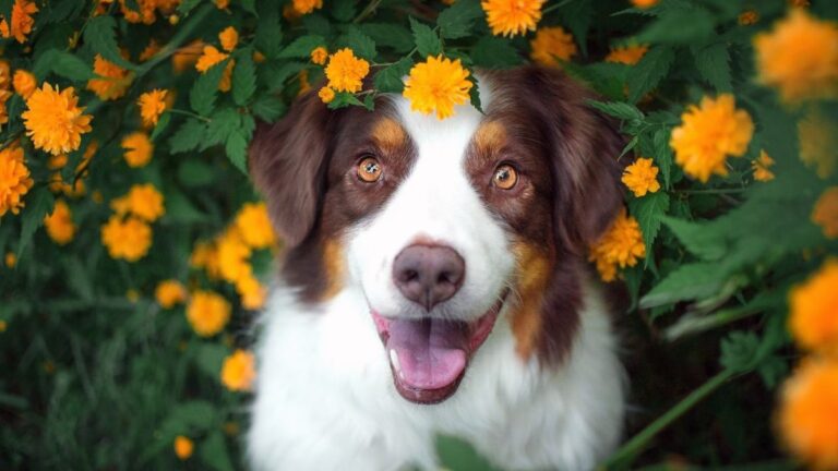 Cuidados com cães atópicos nas estações de primavera e verão