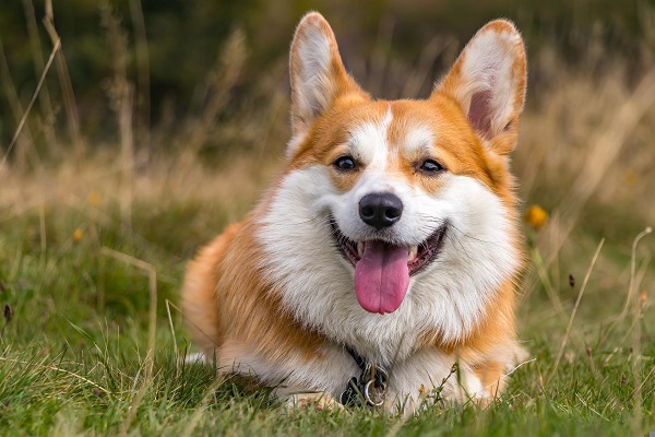 Aspectos Emocionais e Bem-Estar do Animal em Cães Atópicos