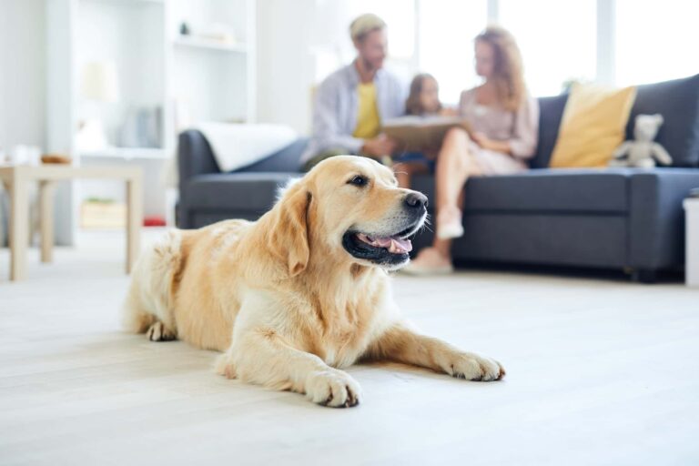 Cuidados Essenciais com o Ambiente para Cães Atópicos